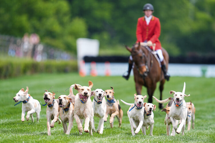 Dogs on parade: Foxhounds kick off the horse races with a howling fun dog parade at the Iroquois Steeplechase